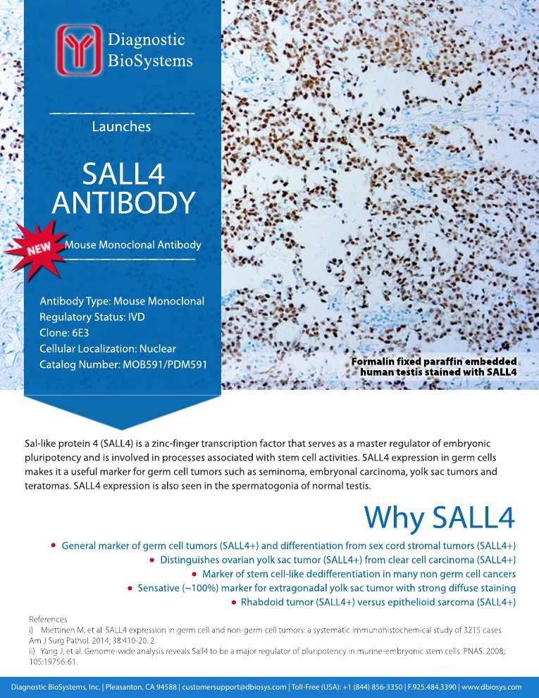 First page of SALL4 Antibody